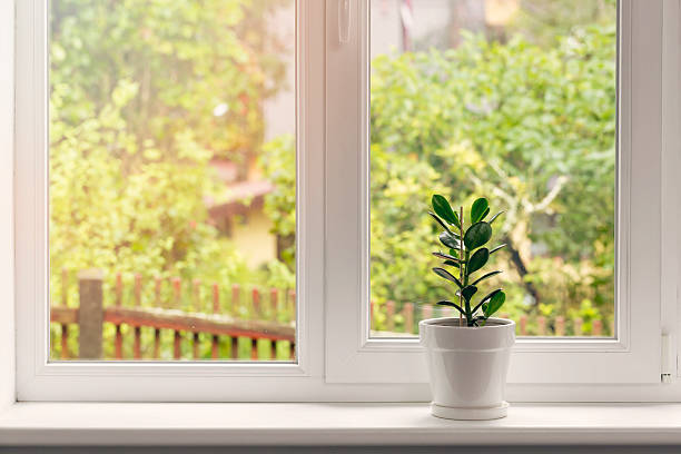 crassula flower in white pot on windowsill